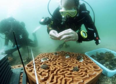 خبرنگاران بازسازی صخره های مرجانی با استفاده از فناوری چاپ سه بعدی