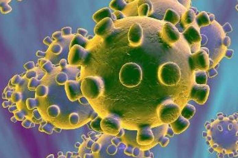 محل اصلی تکثیر ویروس کرونا در بدن کجاست؟