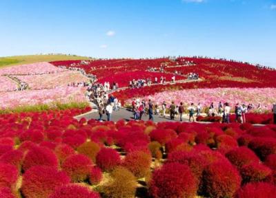 پارک ساحلی هیتاچی ژاپن، بهشتی از گل های رنگارنگ