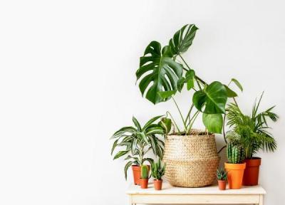 معرفی کامل 17 مورد گیاهان آپارتمانی مقاوم به سرما