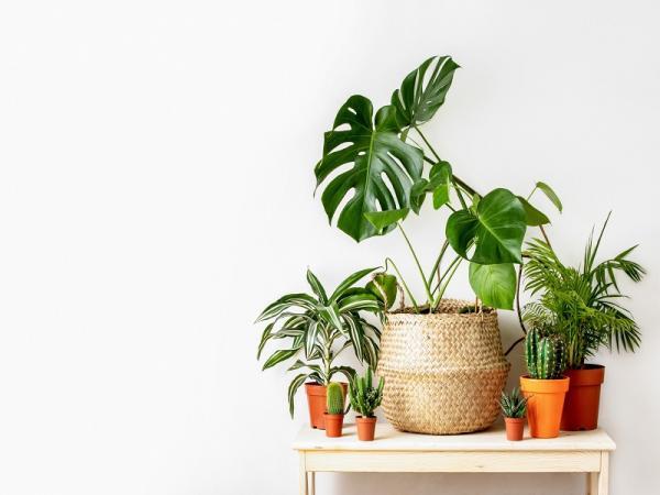 معرفی کامل 17 مورد گیاهان آپارتمانی مقاوم به سرما