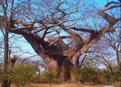 درخت جذامی ، اجساد مدفون شده در درخت مالاوی