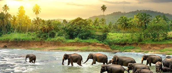 راهنمای سفر به سریلانکا، جزیره ای زیبا در قاره آسیا (تور سریلانکا)