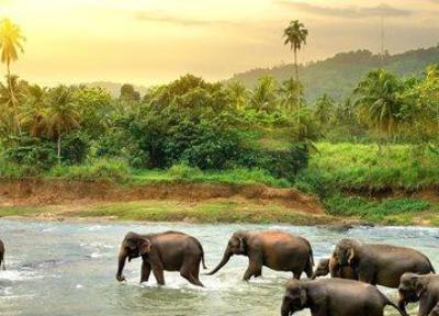 راهنمای سفر به سریلانکا، جزیره ای زیبا در قاره آسیا (تور سریلانکا)