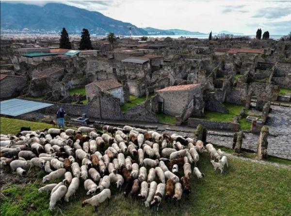 یاری گوسفندان به میراث فرهنگی