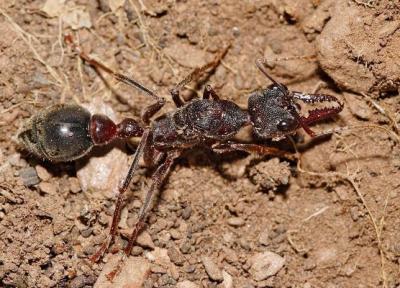 مورچه های حیرت انگیزی که خود را به مردن می زنند!
