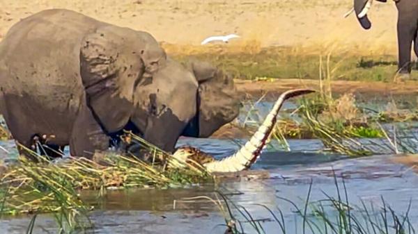حمله شجاعانه فیل به کروکودیل غول پیکر، عکس