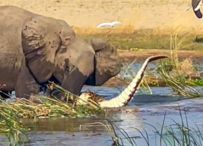 حمله شجاعانه فیل به کروکودیل غول پیکر، عکس
